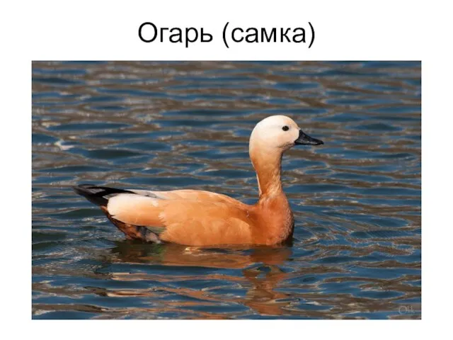 Огарь (самка)