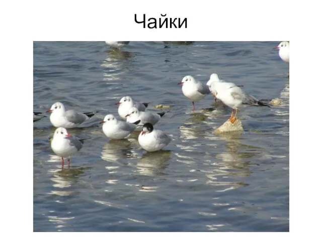 Чайки