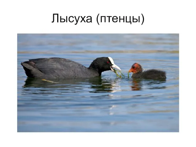 Лысуха (птенцы)