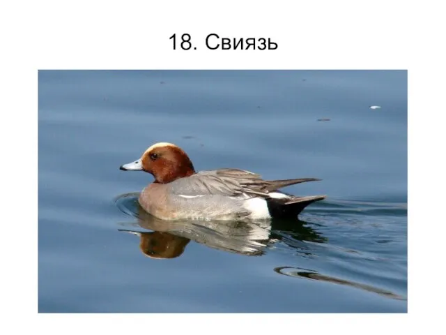 18. Свиязь