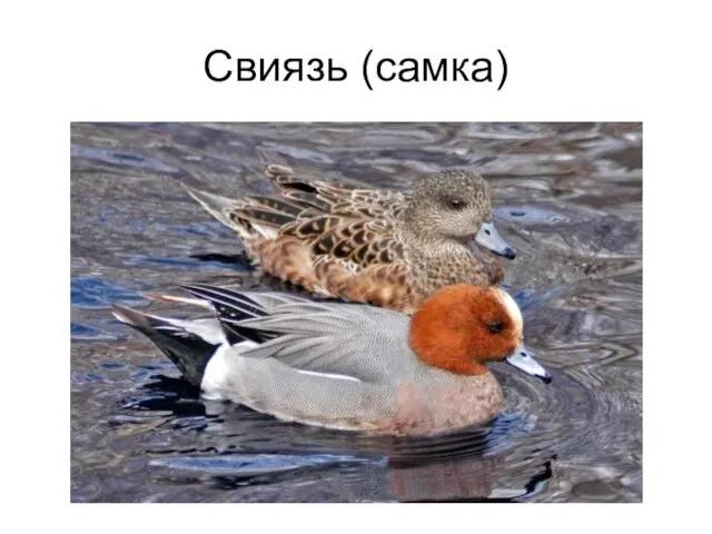 Свиязь (самка)