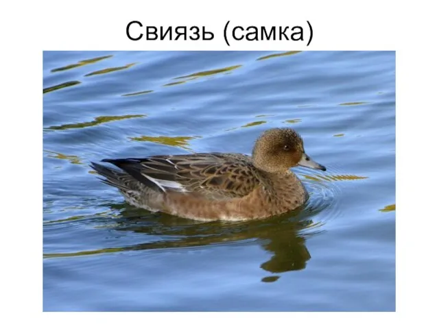 Свиязь (самка)