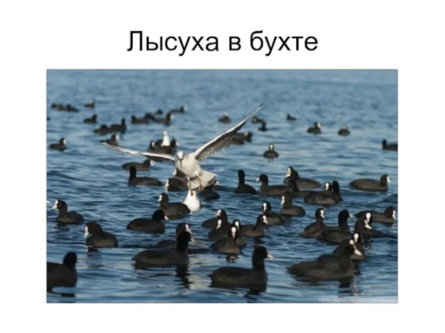 Лысуха в бухте