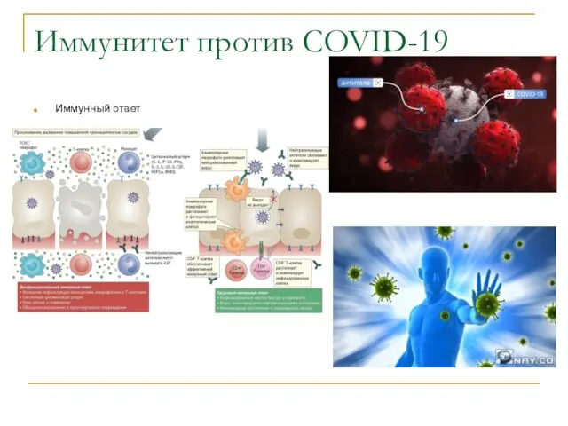 Иммунитет против COVID-19 Иммунный ответ