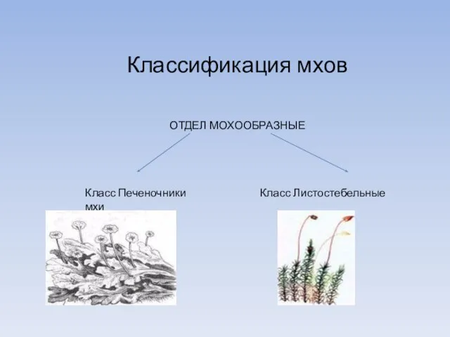 Классификация мхов ОТДЕЛ МОХООБРАЗНЫЕ Класс Печеночники Класс Листостебельные мхи