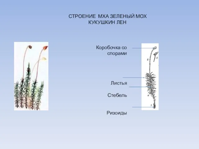 СТРОЕНИЕ МХА ЗЕЛЕНЫЙ МОХ КУКУШКИН ЛЕН Коробочка со спорами Листья Стебель Ризоиды