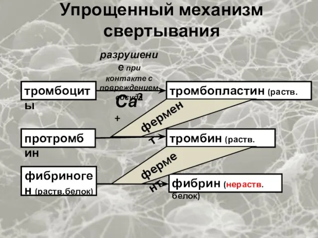 Упрощенный механизм свертывания тромбоциты тромбопластин (раств.белок) протромбин тромбин (раств.белок) фибриноген (раств.белок)