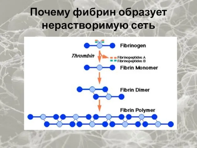 Почему фибрин образует нерастворимую сеть