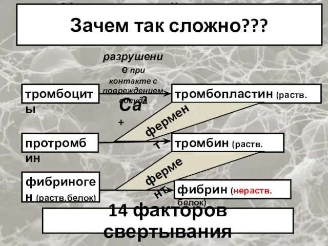 Упрощенный механизм свертывания тромбоциты тромбопластин (раств.белок) протромбин тромбин (раств.белок) фибриноген (раств.белок)