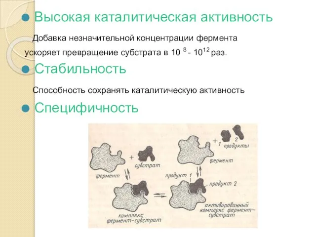 Высокая каталитическая активность Добавка незначительной концентрации фермента ускоряет превращение субстрата в