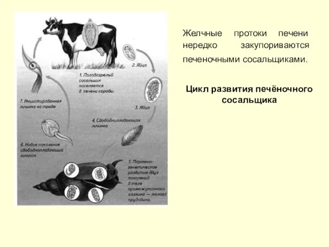 Желчные протоки печени нередко закупориваются печеночными сосальщиками. Цикл развития печёночного сосальщика