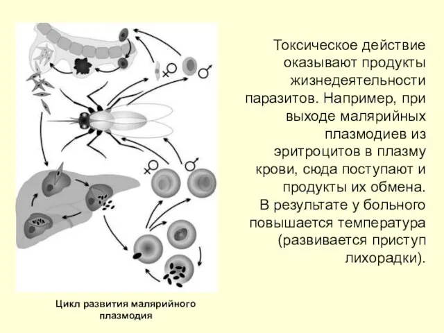 Токсическое действие оказывают продукты жизнедеятельности паразитов. Например, при выходе малярийных плазмодиев