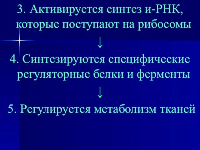 3. Активируется синтез и-РНК, которые поступают на рибосомы ↓ 4. Синтезируются