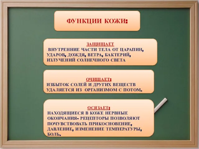 ФУНКЦИИ КОЖИ: ЗАЩИЩАЕТ ВНУТРЕННИЕ ЧАСТИ ТЕЛА ОТ ЦАРАПИН, УДАРОВ, ДОЖДЯ, ВЕТРА,