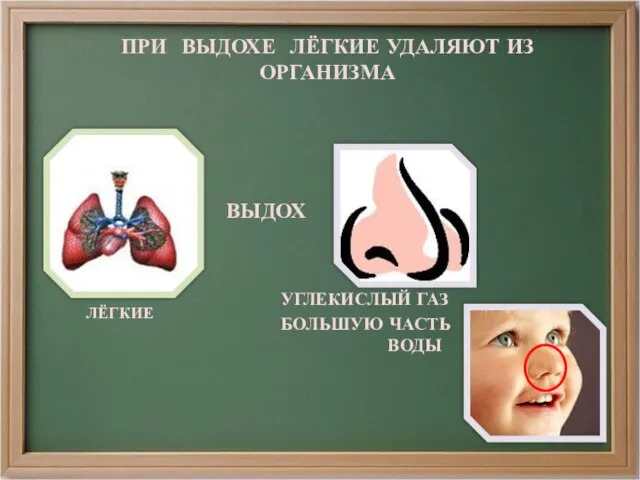 ПРИ ВЫДОХЕ ЛЁГКИЕ УДАЛЯЮТ ИЗ ОРГАНИЗМА УГЛЕКИСЛЫЙ ГАЗ БОЛЬШУЮ ЧАСТЬ ВОДЫ ЛЁГКИЕ ВЫДОХ