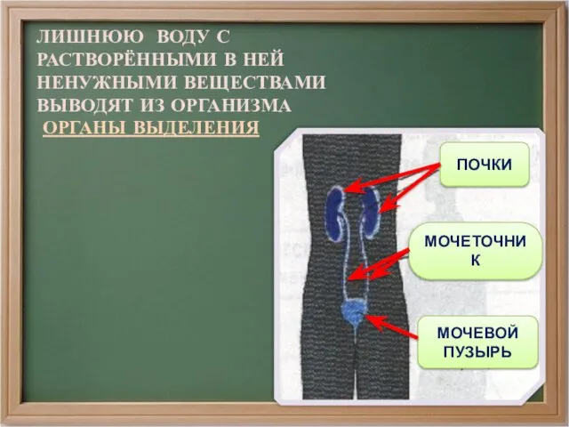 ЛИШНЮЮ ВОДУ С РАСТВОРЁННЫМИ В НЕЙ НЕНУЖНЫМИ ВЕЩЕСТВАМИ ВЫВОДЯТ ИЗ ОРГАНИЗМА ОРГАНЫ ВЫДЕЛЕНИЯ