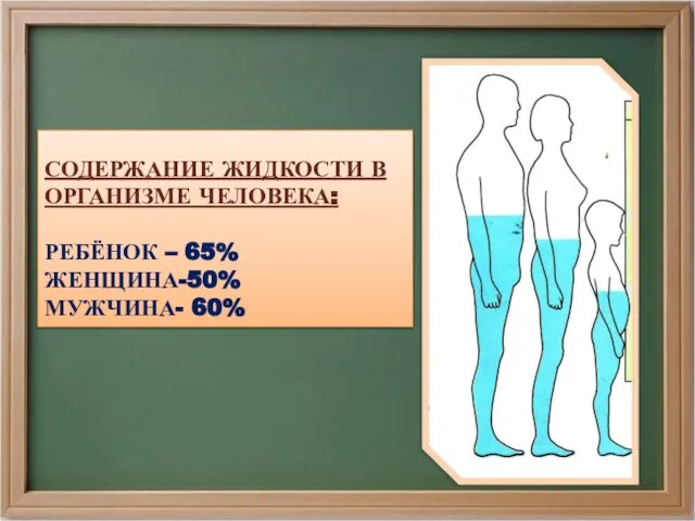 СОДЕРЖАНИЕ ЖИДКОСТИ В ОРГАНИЗМЕ ЧЕЛОВЕКА: РЕБЁНОК – 65% ЖЕНЩИНА-50% МУЖЧИНА- 60%