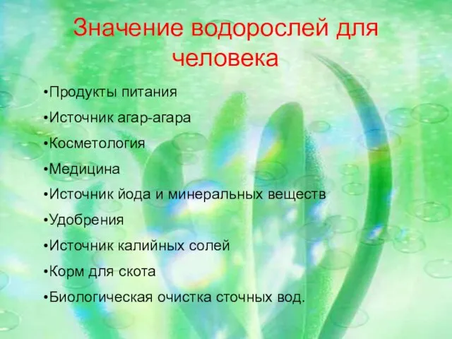 Значение водорослей для человека Продукты питания Источник агар-агара Косметология Медицина Источник