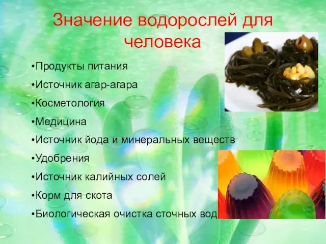 Значение водорослей для человека Продукты питания Источник агар-агара Косметология Медицина Источник