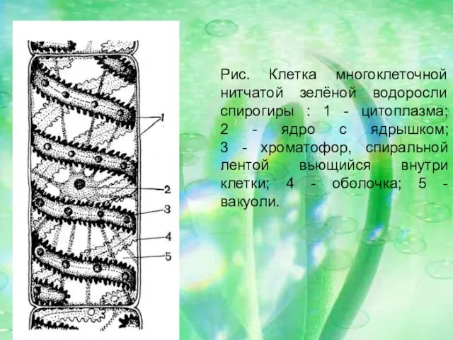 Рис. Клетка многоклеточной нитчатой зелёной водоросли спирогиры : 1 - цитоплазма;