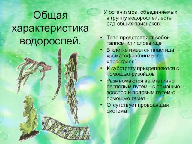 Общая характеристика водорослей. У организмов, объединяемых в группу водорослей, есть ряд