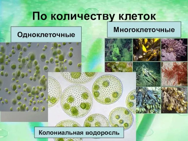 По количеству клеток Одноклеточные Многоклеточные Колониальная водоросль