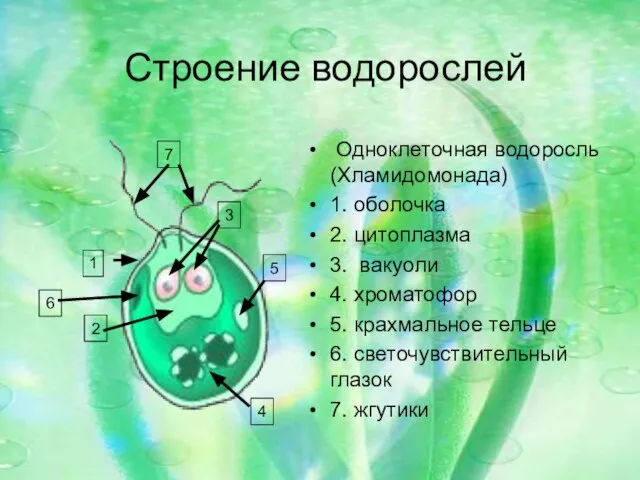 Строение водорослей Одноклеточная водоросль(Хламидомонада) 1. оболочка 2. цитоплазма 3. вакуоли 4.