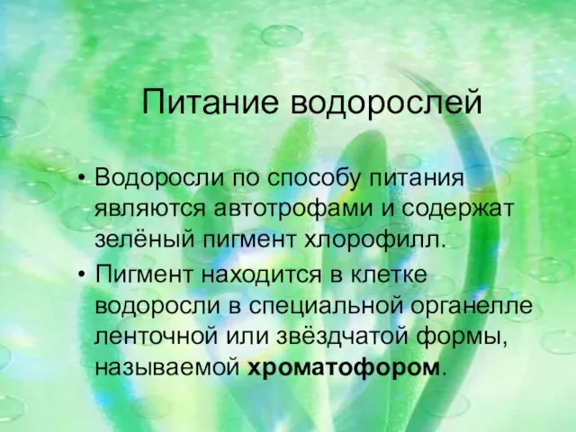 Питание водорослей Водоросли по способу питания являются автотрофами и содержат зелёный