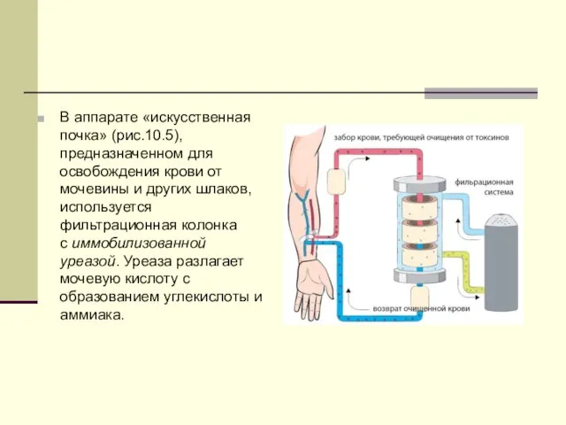 В аппарате «искусственная почка» (рис.10.5), предназначенном для освобождения крови от мочевины