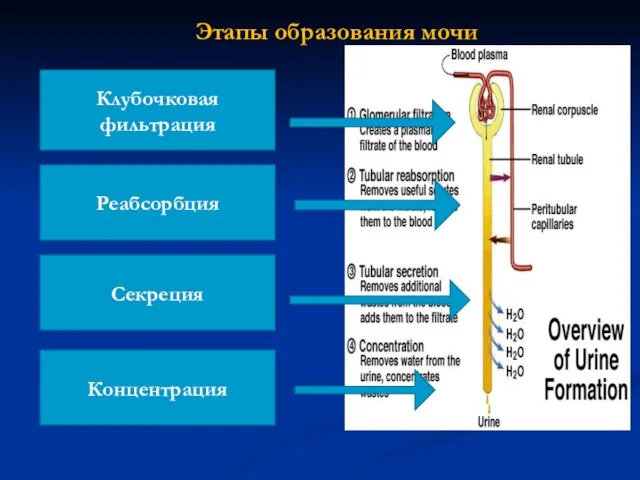 Этапы образования мочи Клубочковая фильтрация Реабсорбция Секреция Концентрация