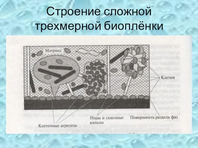 Строение сложной трехмерной биоплёнки