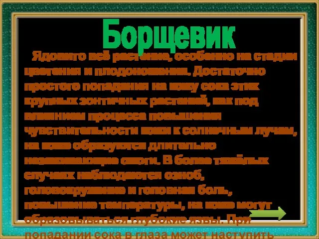 Ядовито всё растение, особенно на стадии цветения и плодоношения. Достаточно простого