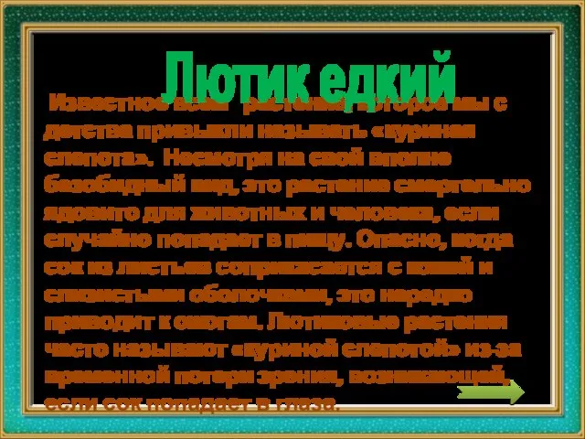 Известное всем растение, которое мы с детства привыкли называть «куриная слепота».