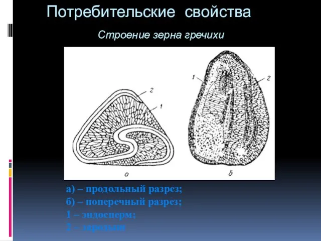 Потребительские свойства Строение зерна гречихи а) – продольный разрез; б) –