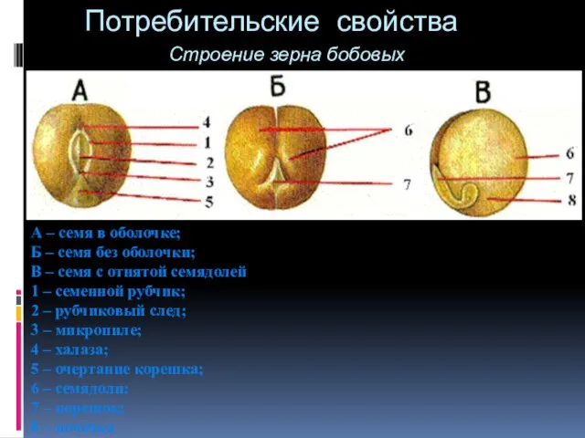 Потребительские свойства А – семя в оболочке; Б – семя без