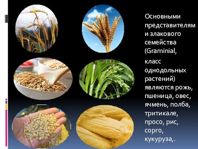 Основными представителями злакового семейства (Graminial, класс однодольных растений) являются рожь, пшеница,