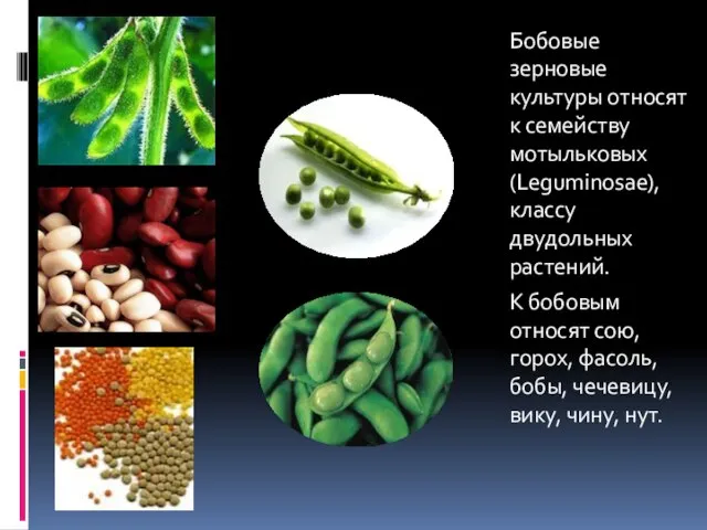 Бобовые зерновые культуры относят к семейству мотыльковых (Leguminosae), классу двудольных растений.