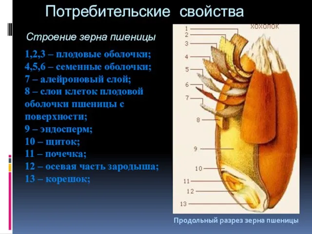 Потребительские свойства 1,2,3 – плодовые оболочки; 4,5,6 – семенные оболочки; 7