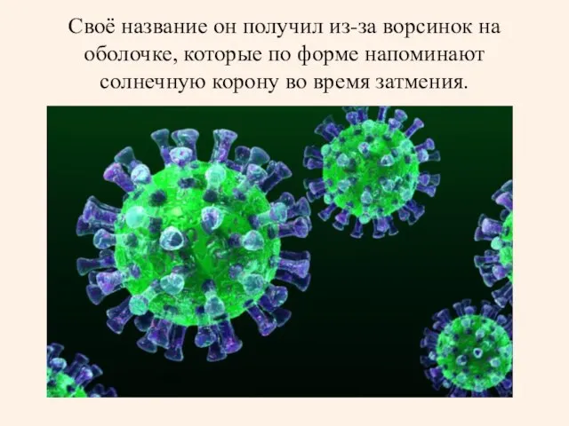 Своё название он получил из-за ворсинок на оболочке, которые по форме