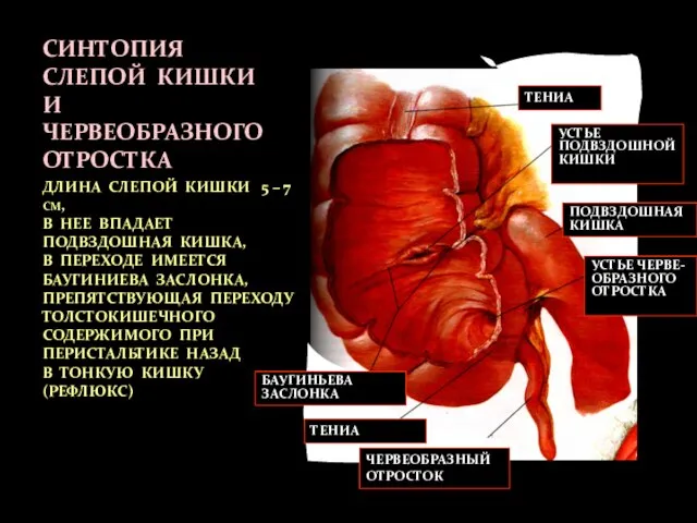 СИНТОПИЯ СЛЕПОЙ КИШКИ И ЧЕРВЕОБРАЗНОГО ОТРОСТКА ДЛИНА СЛЕПОЙ КИШКИ 5 –