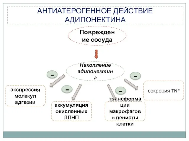 Повреждение сосуда Накопление адипонектина аккумуляция окисленных ЛПНП экспрессия молекул адгезии трансформации