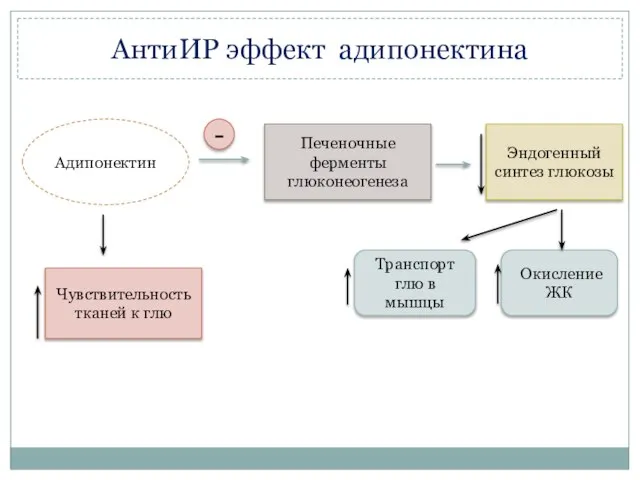 Адипонектин Печеночные ферменты глюконеогенеза Эндогенный синтез глюкозы Транспорт глю в мышцы