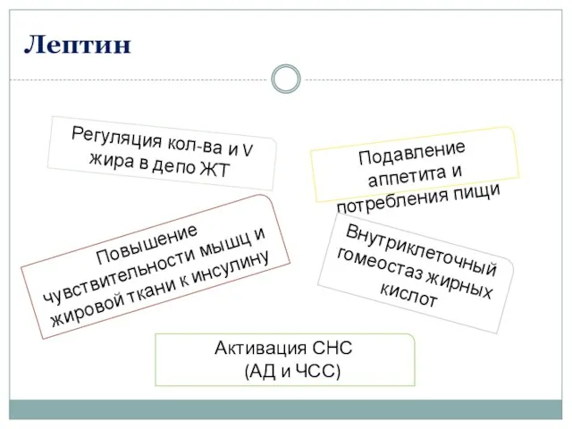 Лептин Регуляция кол-ва и V жира в депо ЖТ Подавление аппетита