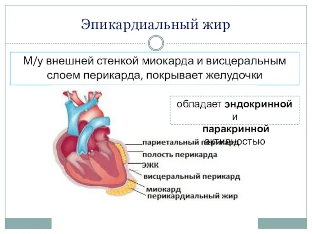 Эпикардиальный жир М/у внешней стенкой миокарда и висцеральным слоем перикарда, покрывает