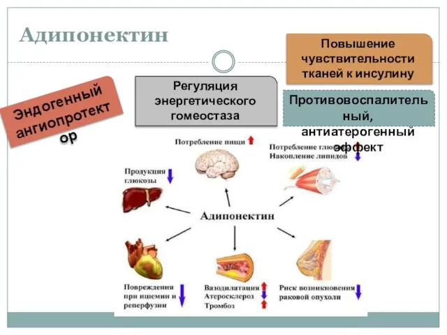 Адипонектин Регуляция энергетического гомеостаза Противовоспалительный, антиатерогенный эффект Повышение чувствительности тканей к инсулину Эндогенный ангиопротектор