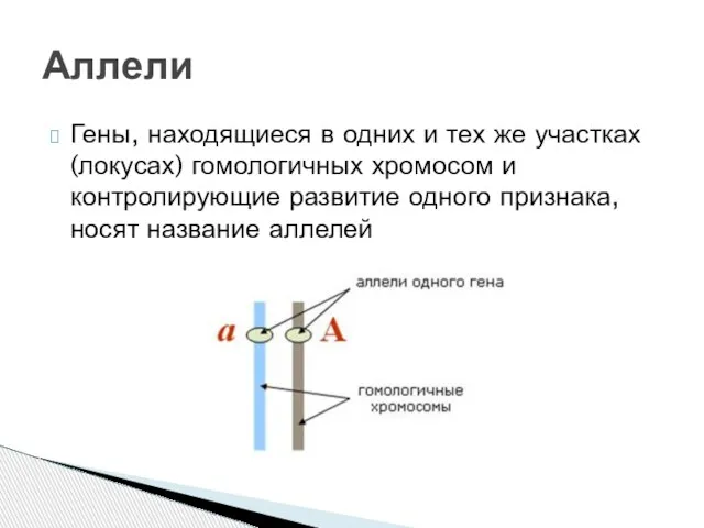 Гены, находящиеся в одних и тех же участках (локусах) гомологичных хромосом