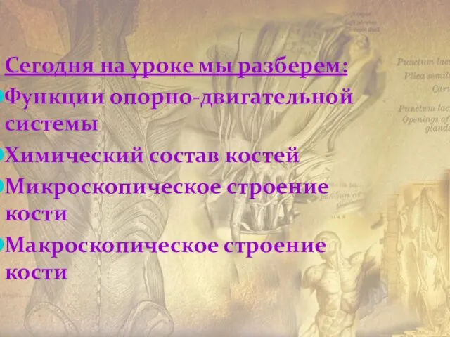 Сегодня на уроке мы разберем: Функции опорно-двигательной системы Химический состав костей