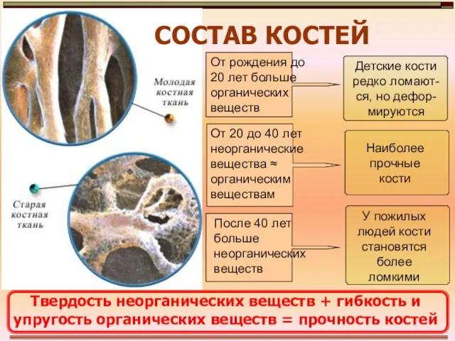 СОСТАВ КОСТЕЙ От рождения до 20 лет больше органических веществ От