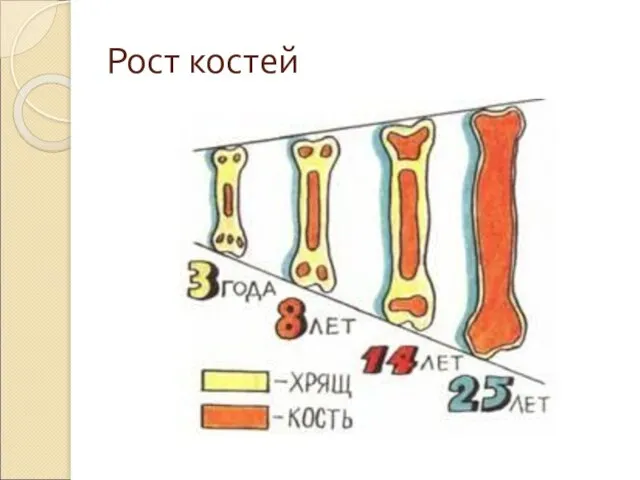 Рост костей