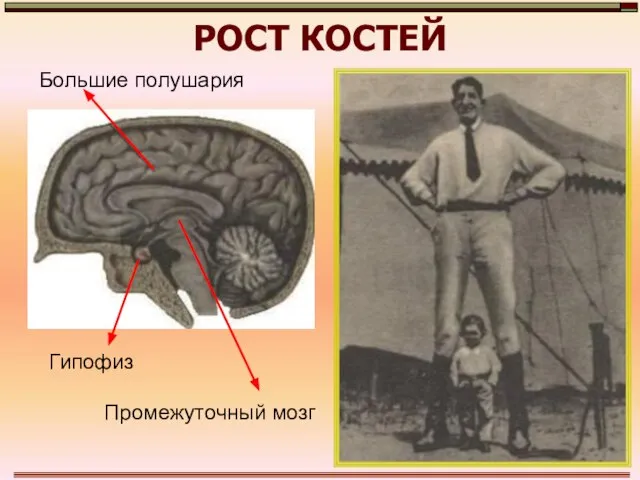 РОСТ КОСТЕЙ Промежуточный мозг Гипофиз Большие полушария